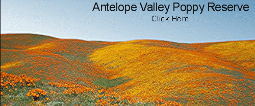 Antelope Valley Poppy Reserve